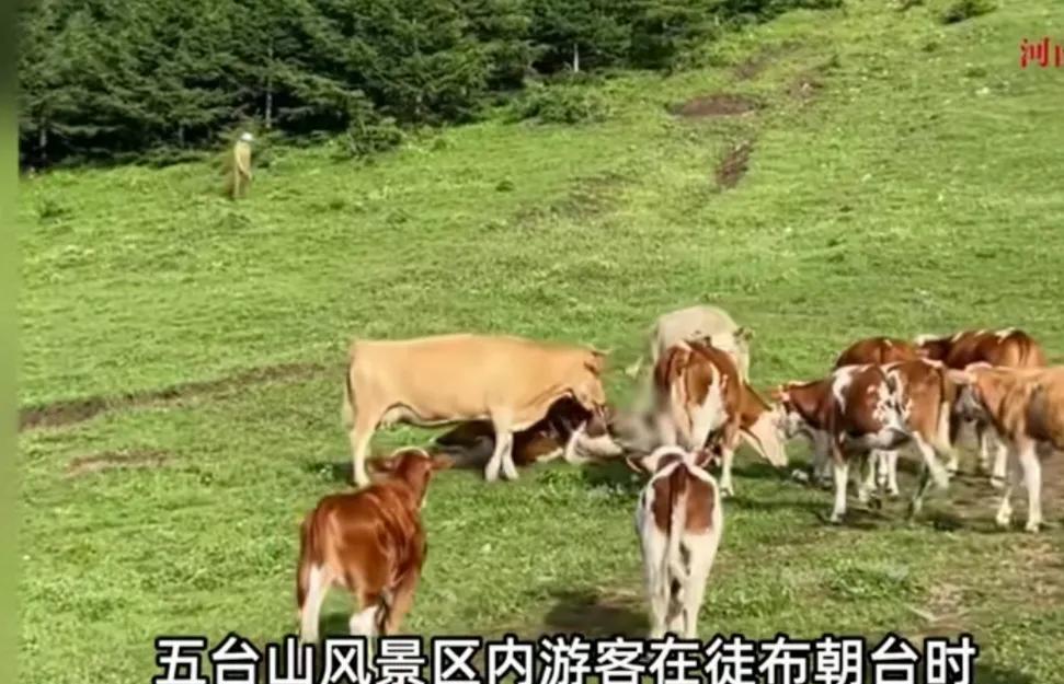 近日在五台山风景区，有游客在去朝台时，看见草地上散养了不少奶牛，游客上前投喂牛肉