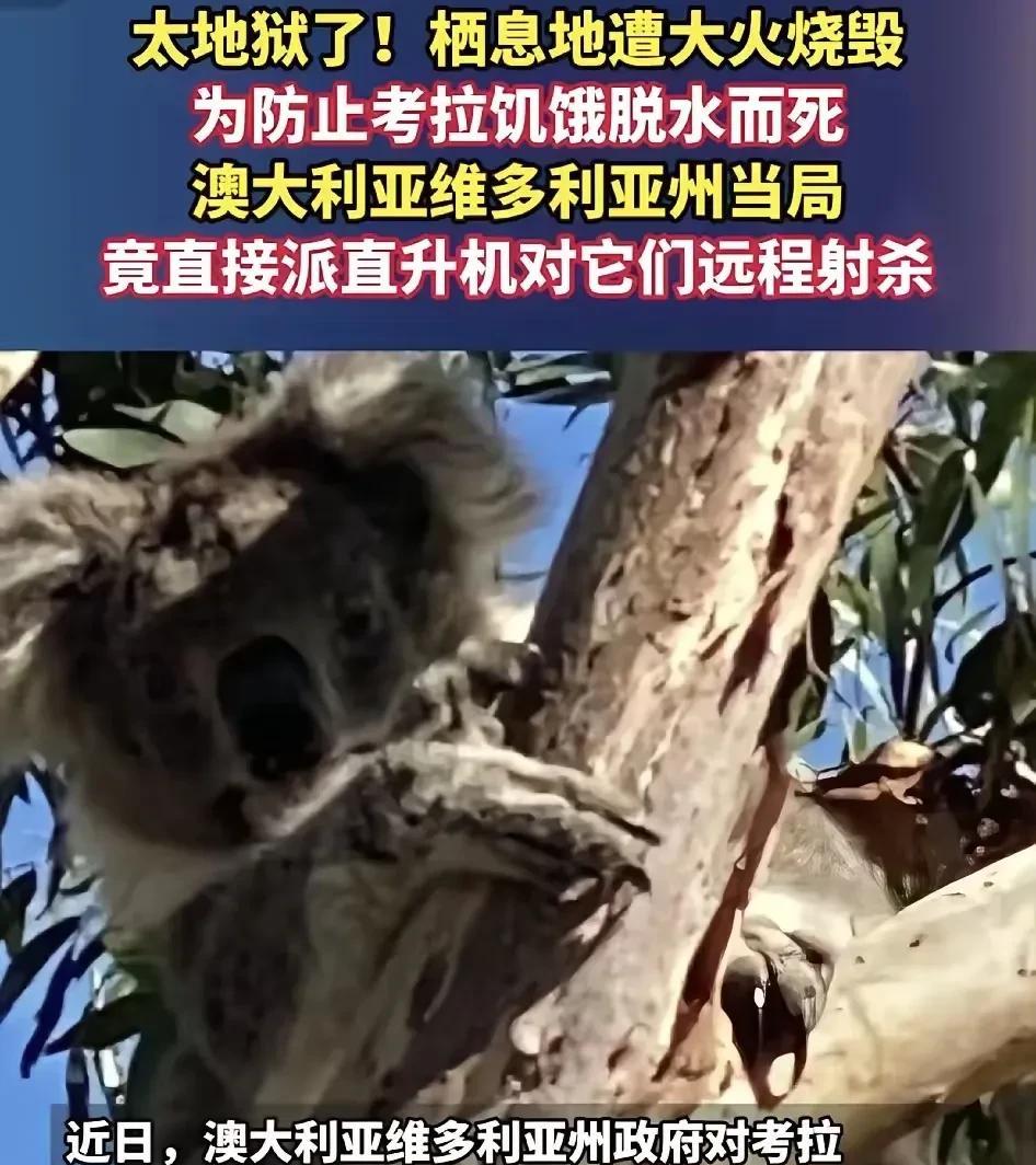 我的天，因为考拉栖息地遭遇大火，为了防止考拉因为饥饿脱水死亡，澳大利亚政府派直升