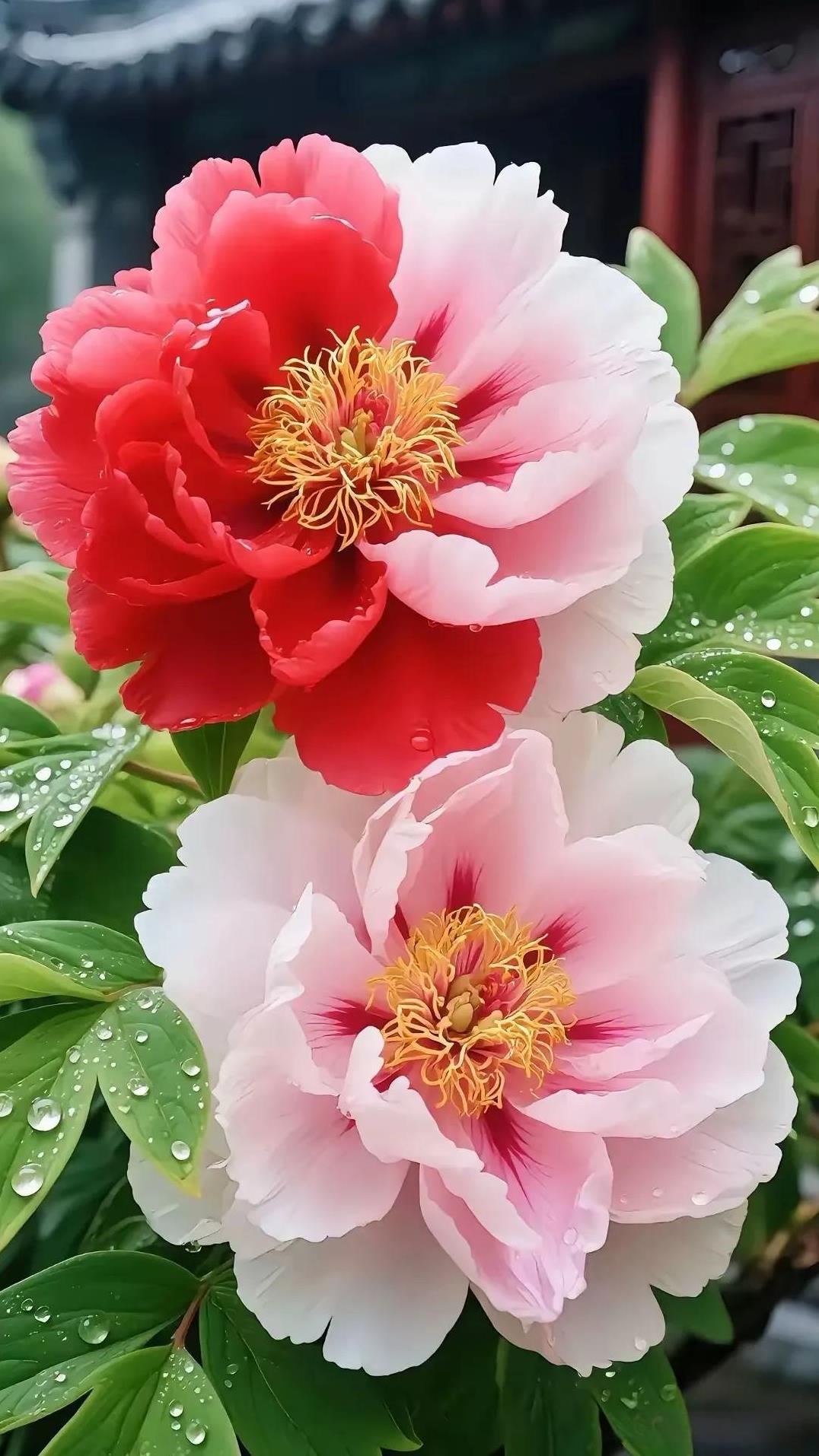 #分享相册里最美的花#