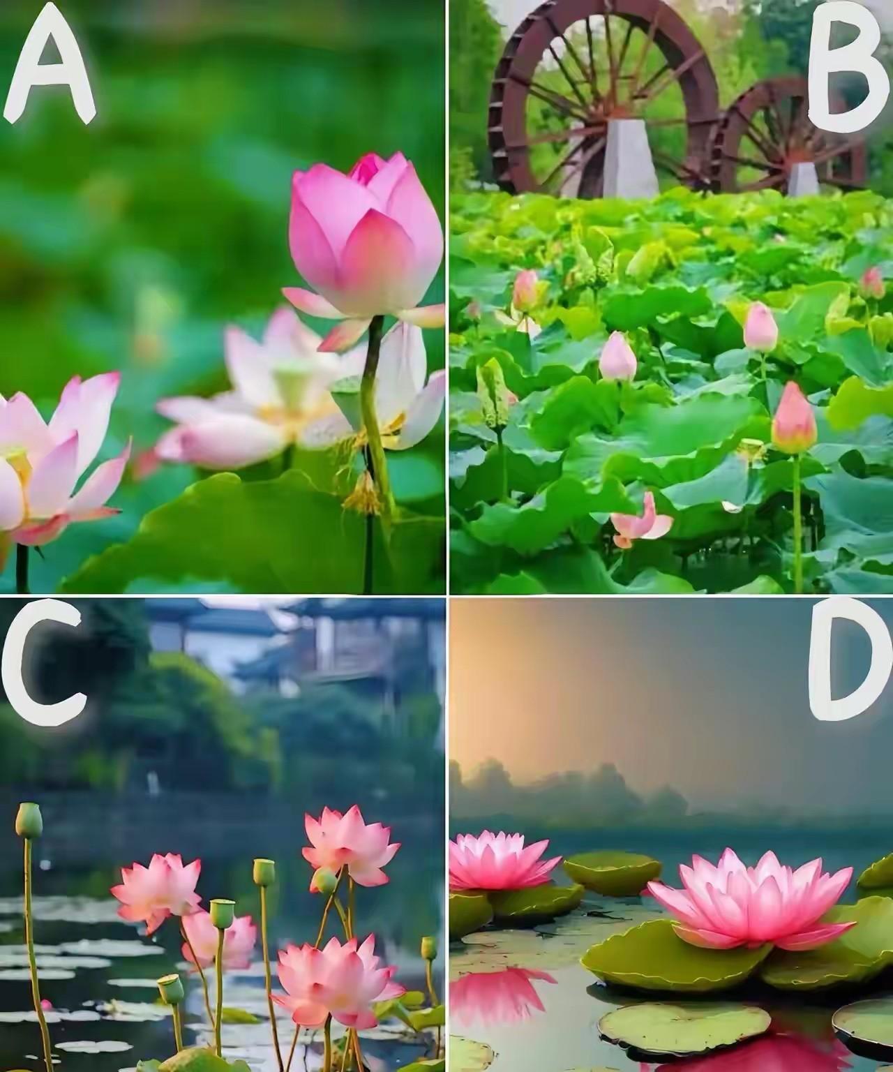 测测你的内心世界是纯真还是黑暗？
赶紧凭第一直觉，选一片你最喜欢的荷塘，评论区留
