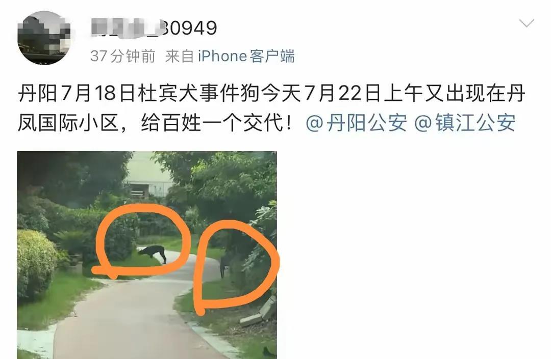 有网友爆料，

著名的丹阳杜宾犬，22号竟然又公然出现在该小区的步行道上游荡