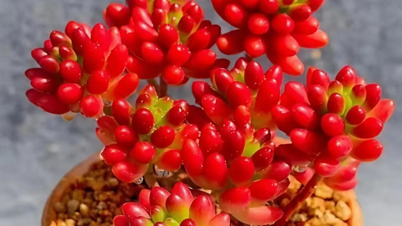 多肉全面养护指南—虹之玉