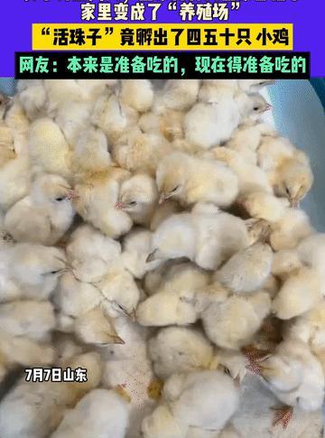 “这下彻底解释不清了！”山东青岛，女子外出2天后回家，发现家里的鸡蛋全部变成四五