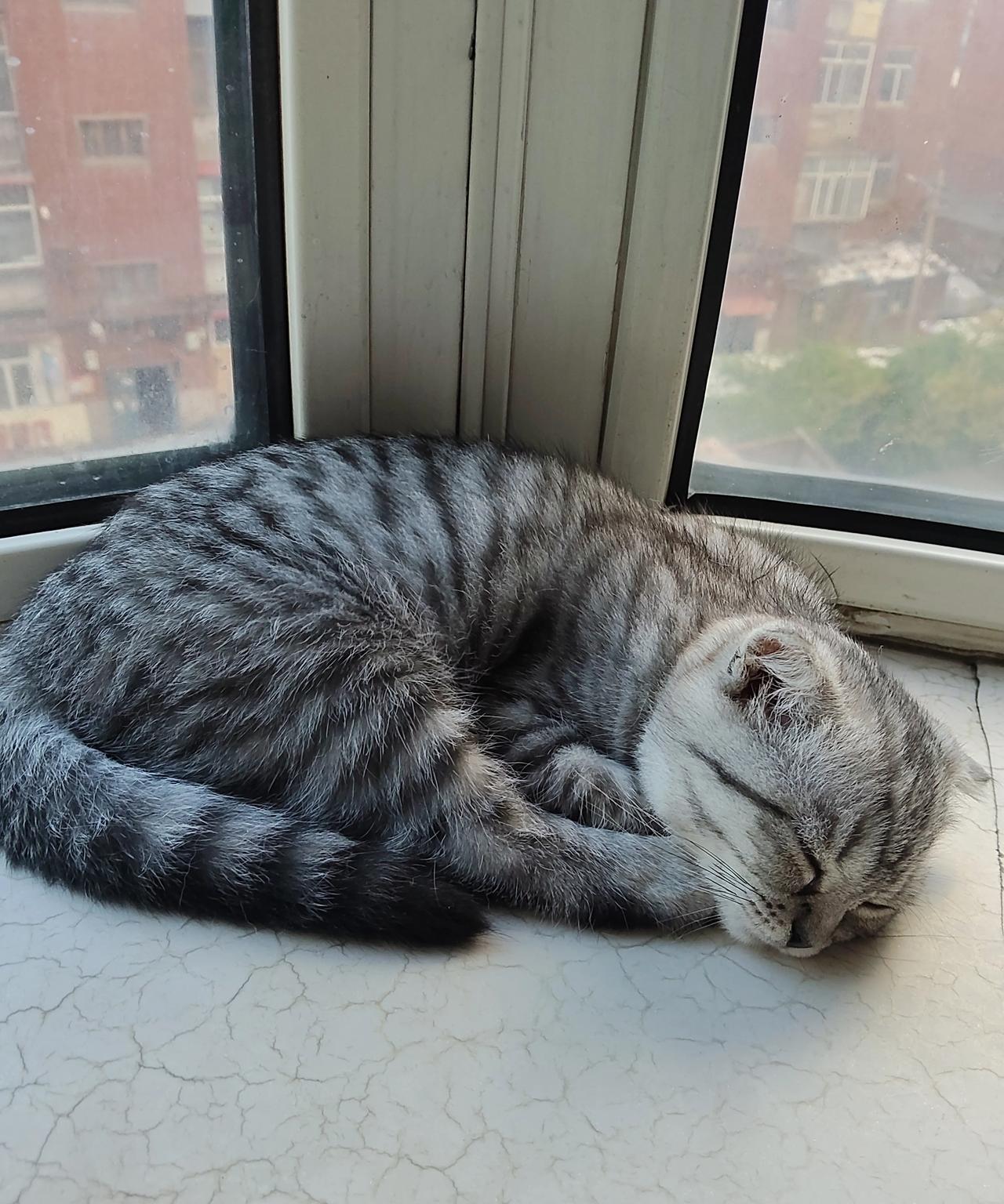 家里养了两只猫！
我特别喜欢这只小折耳猫，这小家伙可聪明了，很会讨好人，就是所谓