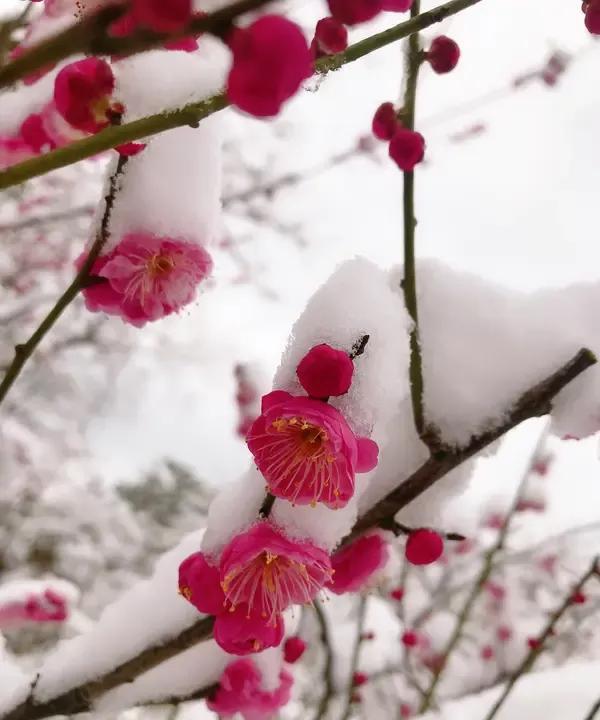 看到“风吹绿叶满园春”这句下联，一下子就来了兴致。我对“雪映红梅千岭秀”作为上联
