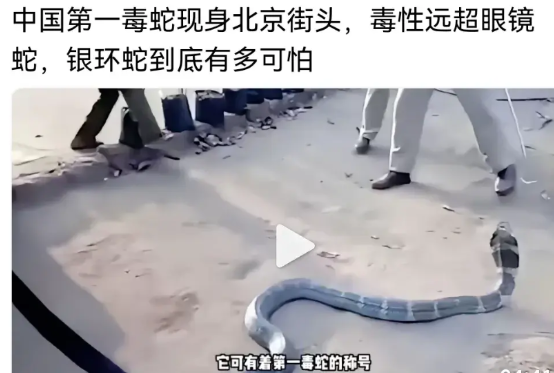 结合南方女子被蛇咬后身亡事件，加上现在北京街头也见到毒蛇，不是有人恶意，就是有人