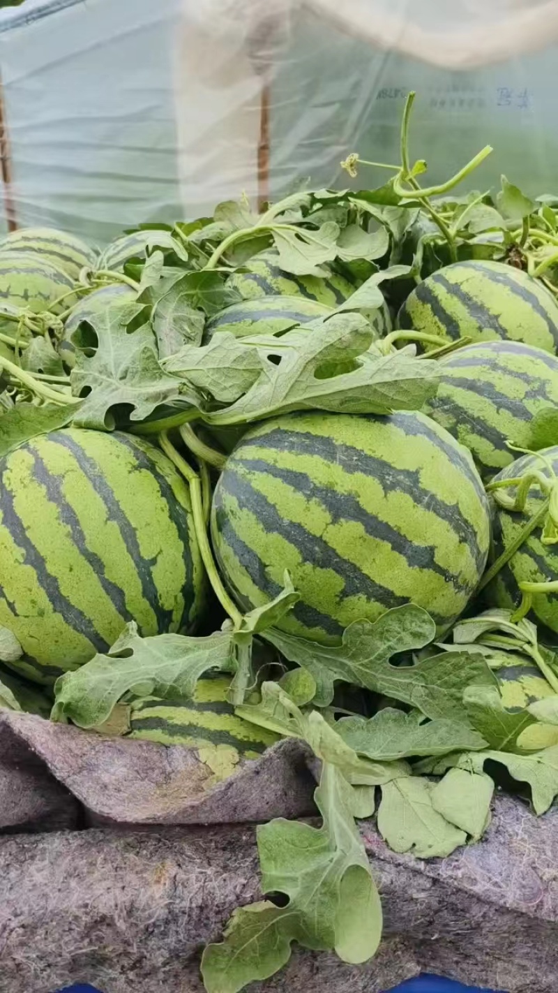 夏季吃什么水果，这一口河南夏邑西瓜必须安排了！