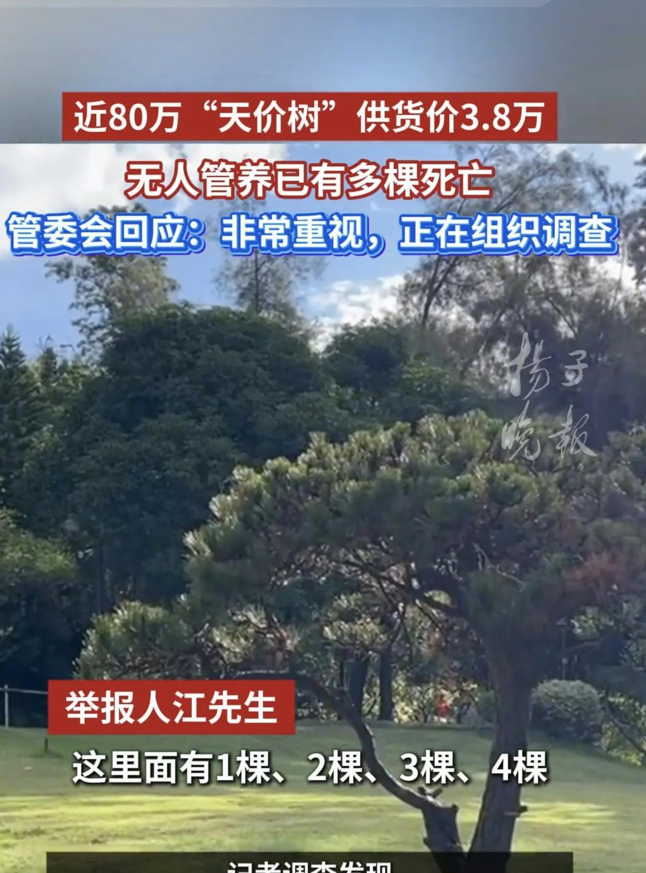 这样的松树在福州市这样的南方城市，如果要用77万元购买，那真是离谱的天价。
而且