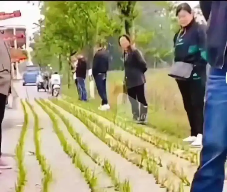 江西近年照片，我是不信这水泥地能插秧！