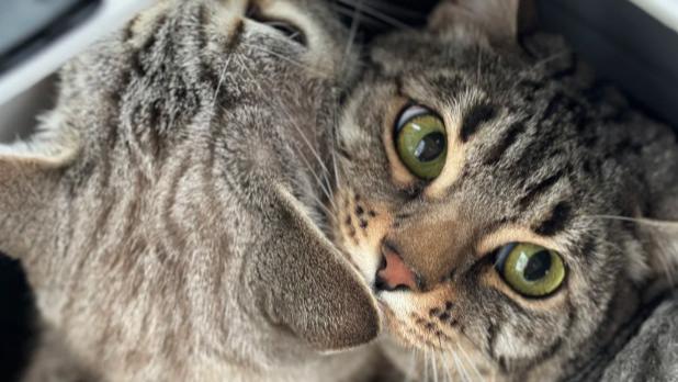 2026全国人宠同行找哪个顺风车平台划算有实力？主流平台对比排名，守护宠物旅途安全无忧