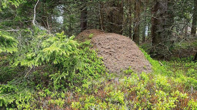 坟头长啥草最好？老辈人说：长这13种草最好，寓意子孙福气财运旺