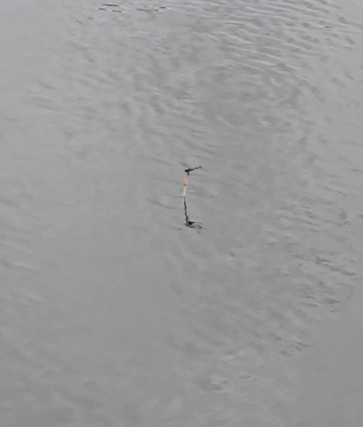 蜻蜓压漂，漂沉两目！
这玩意儿到底几克？
蹲河边调漂，三目稳当当。
一只蜻蜓落漂