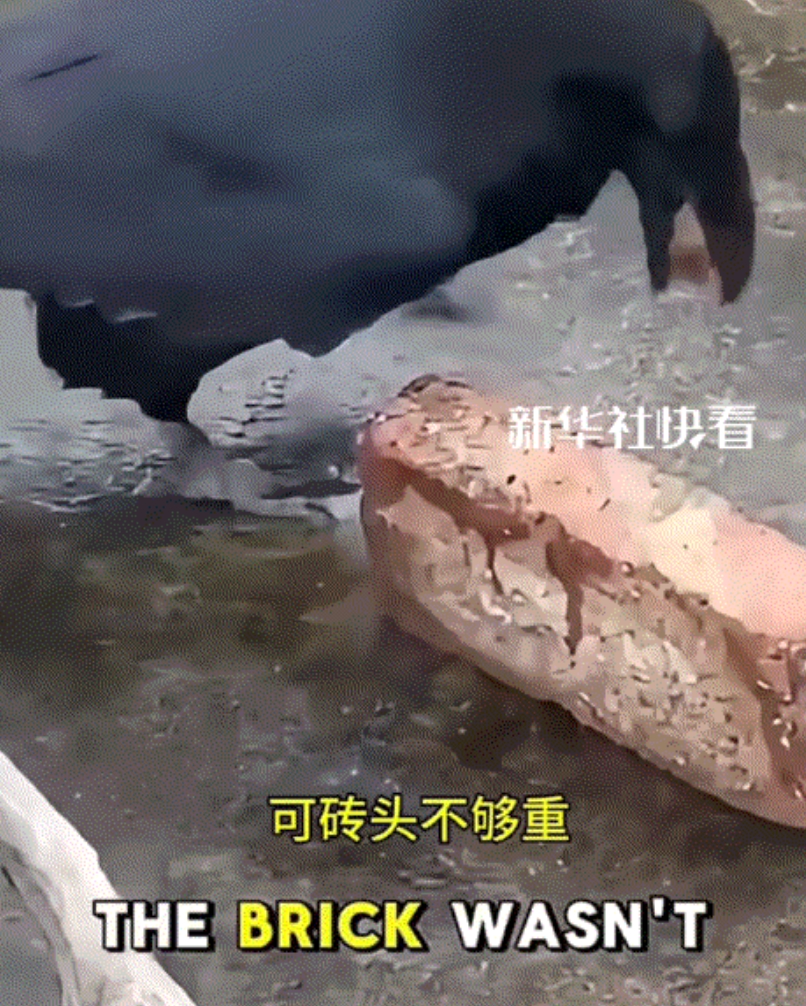 一外国网友在网上分享一只乌鸦开核桃的一幕，因整个过程乌鸦计划缜密，并都充满了智慧
