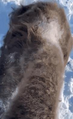 枪法挺准的！就是不知道这是何物。