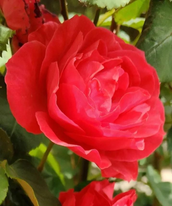 #分享相册里最美的花#