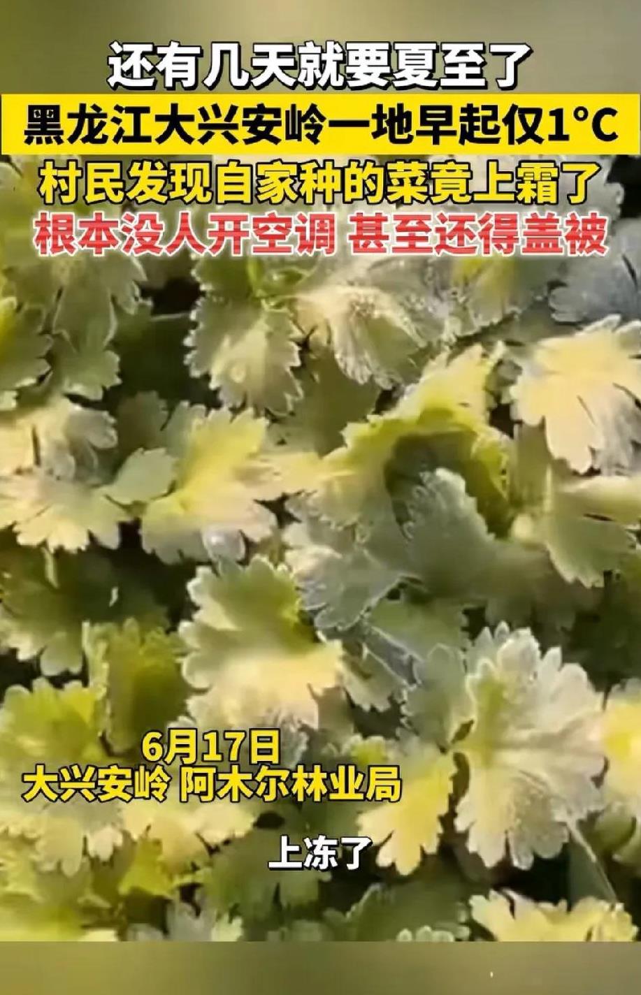黑龙江大兴安岭早上才1度，菜都上霜了，有钱人的避暑胜地
极光新闻报道，黑龙江大兴
