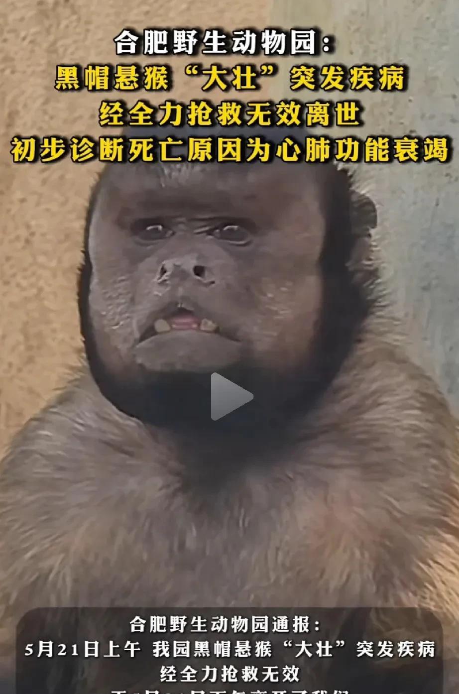 网红猴大壮因病去世了，
世事无常，他才刚和自己的孩子万斯相认啊！
万斯想必会很难