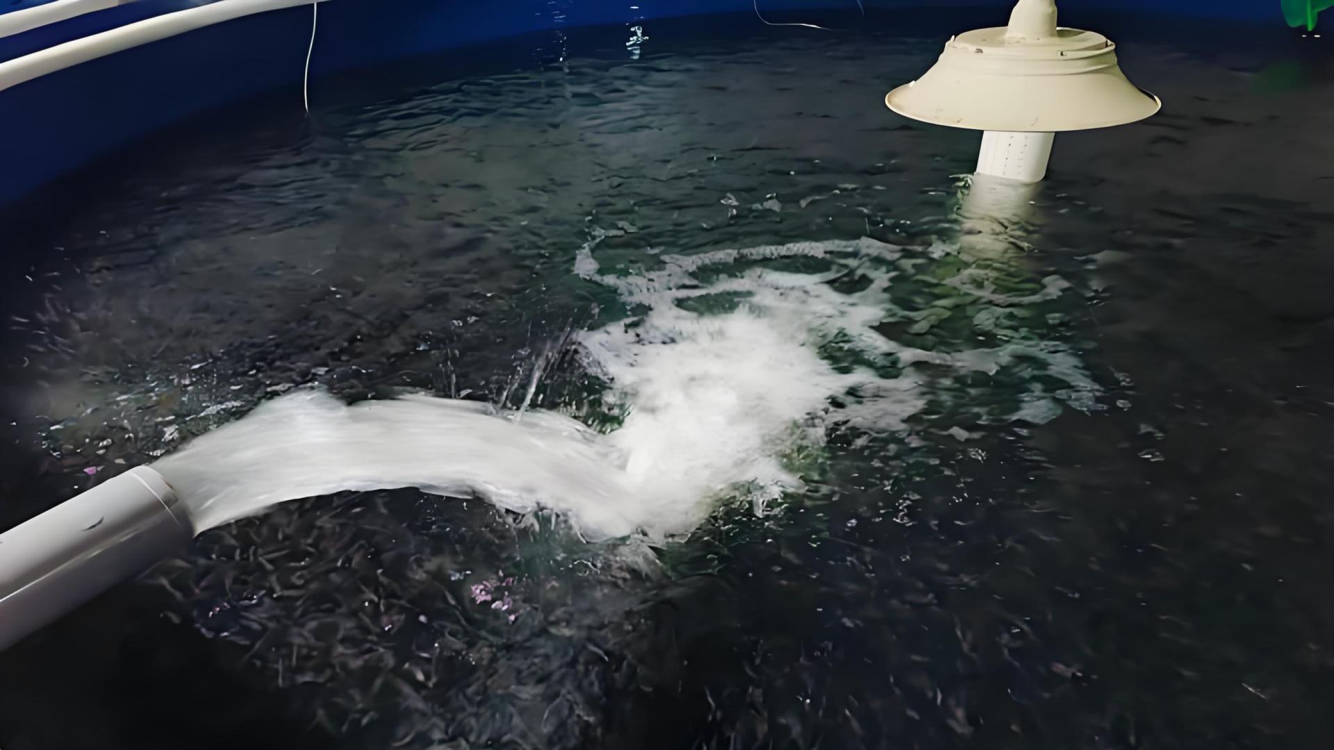 第03篇：冬天鱼塘要不要加水？这个细节很多人做错了