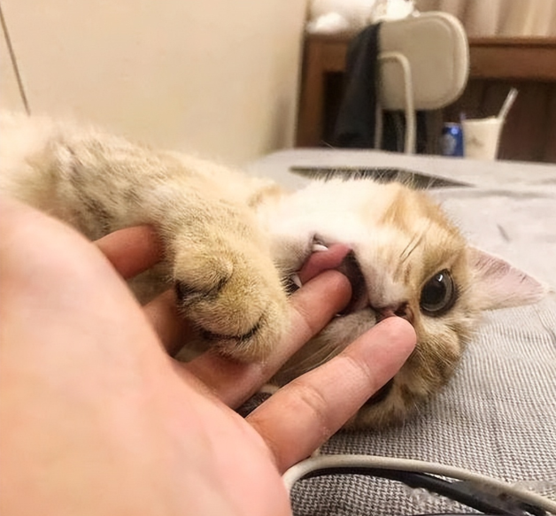 小猫老是咬人是爱是恨？解读猫咪爱咬的社交信号