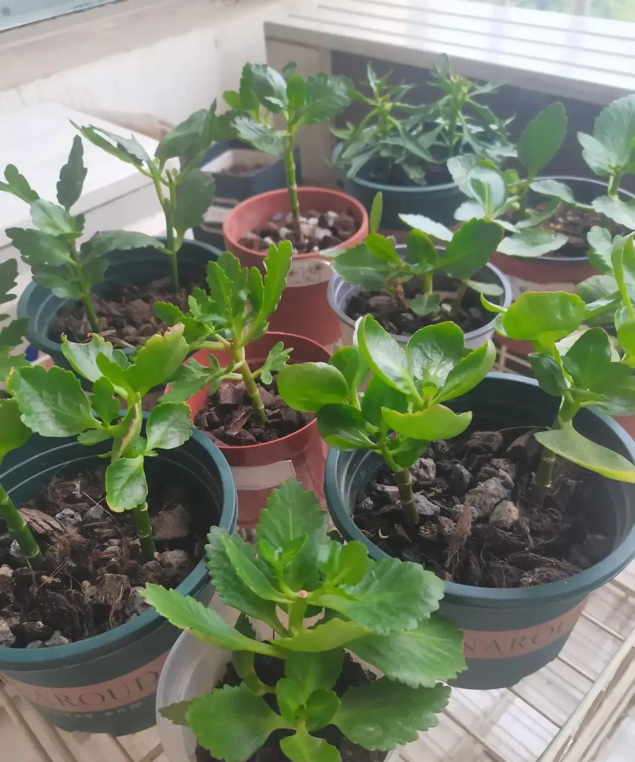 春天养的长寿花就剩这些长势还较好。
热清虽有消减，但热情还在。立秋后赶紧又入手了