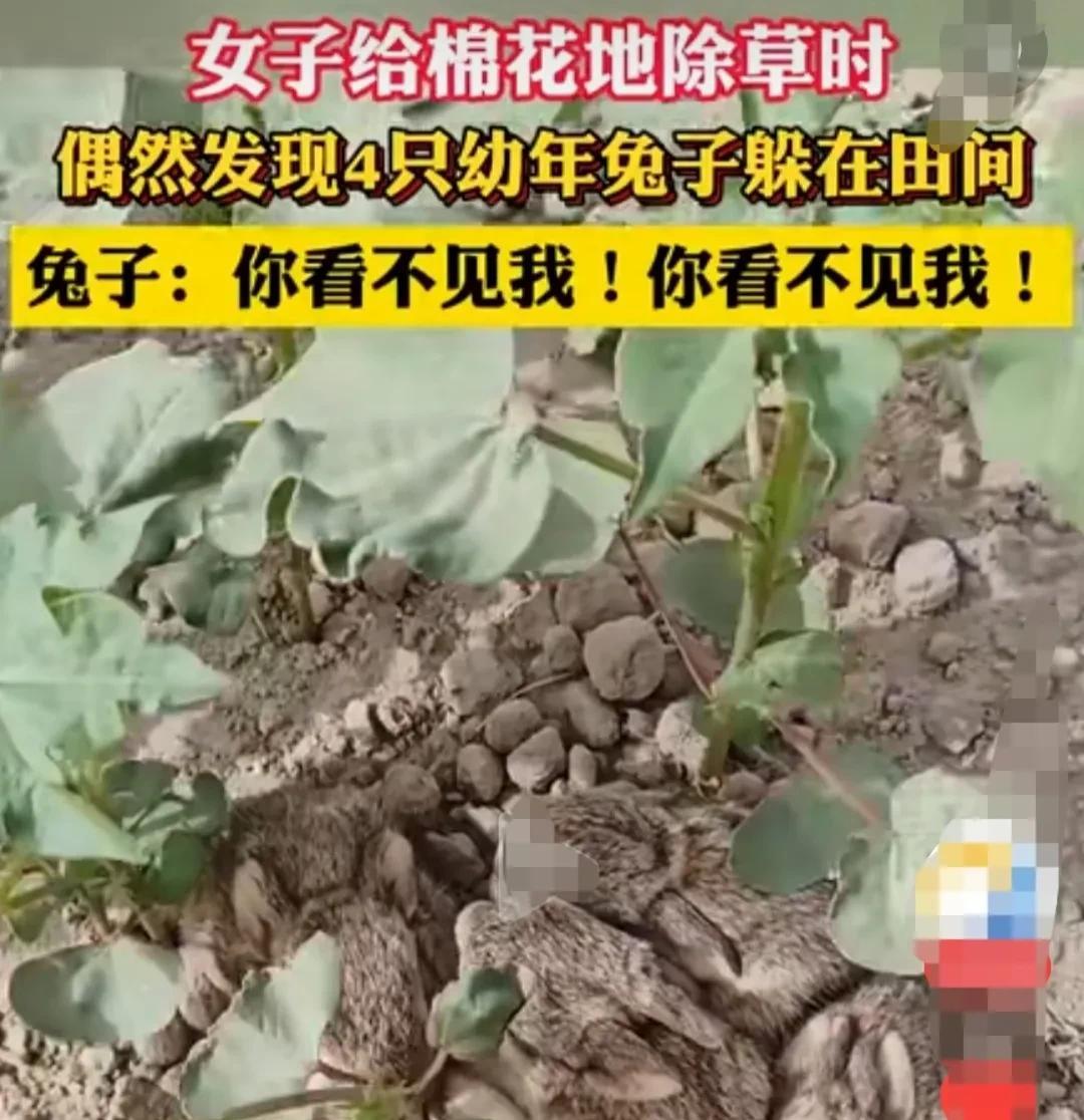 新疆，女子给自己家地里的棉花，除虫的时候，发现田里有四只灰色的小兔子。
静静的趴