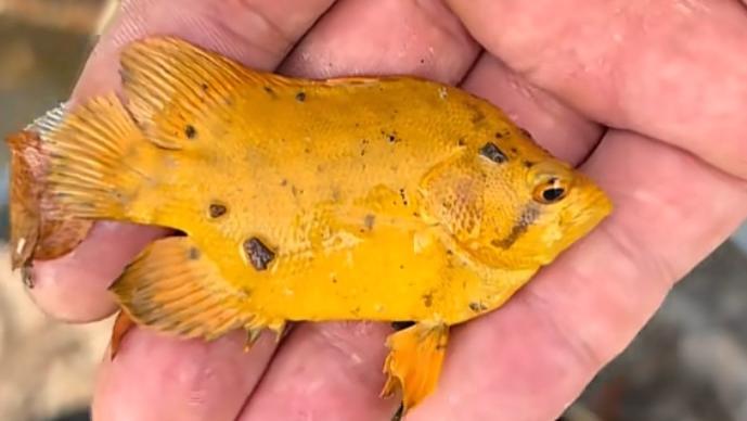 广东男子鱼塘捞落叶，竟捞出条“黄金鱼”！网友当场出价1万收购