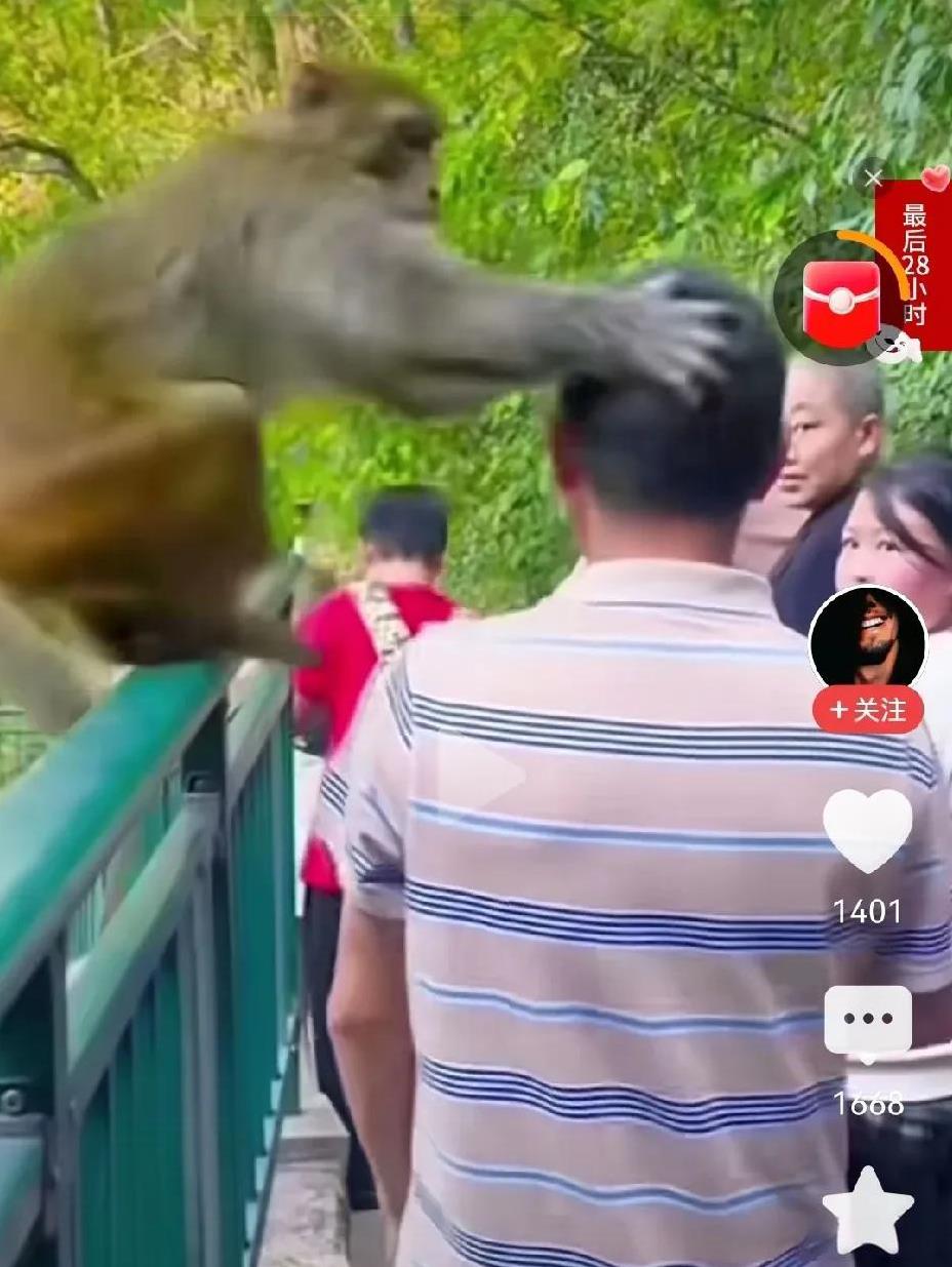 人善被猴歁，这种情况下能还手吗？
某景区山道上，一中年男子被野生猴子一通拳脚霸凌