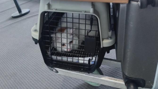 跨省长途搬家平台物流宠物托运找哪个顺风车平台划算有实力？2026国内最新带宠物回家搬家物流排名对比