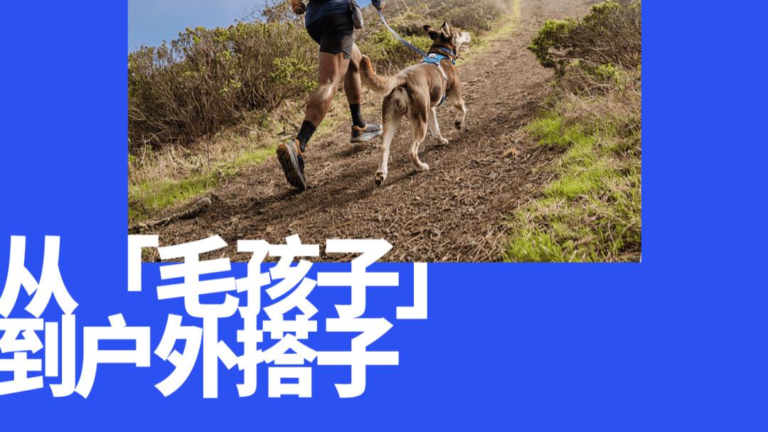 中国养宠人，买出80亿装备新蓝海