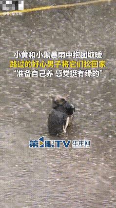 雨哗哗地下着，两只小狗拥抱着依偎在一起，互相取暖也为了壮胆。
路过的先生被感动了