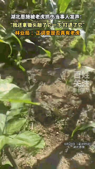 湖北村民称被老虎抓伤：我打退了它，它身上一圈黑一圈黄…
难道是金钱豹？因为老虎一