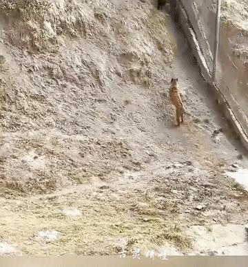 老虎动物园投放食物