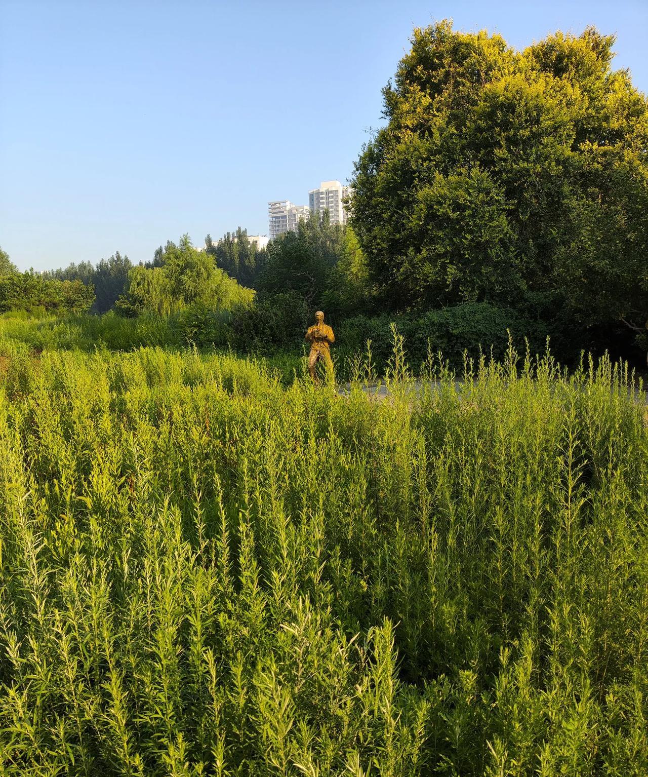 早晨遛早，我发现以前我们这恒大地产开发商留下来的装饰没有撤走。
那个时候在这条河