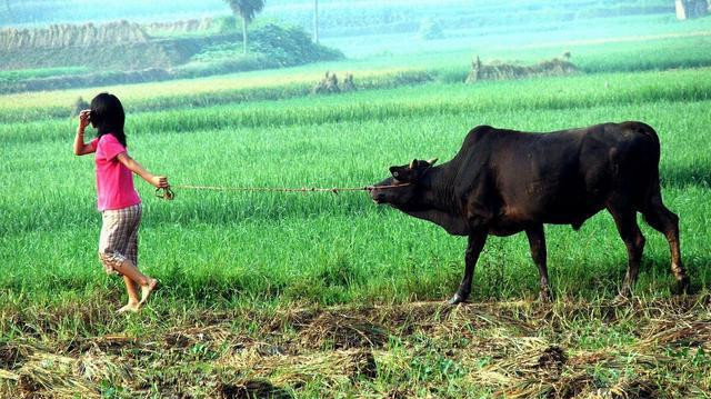 七八十年代农村孩子做的十种农活，你干过几个？做过四个算你勤快