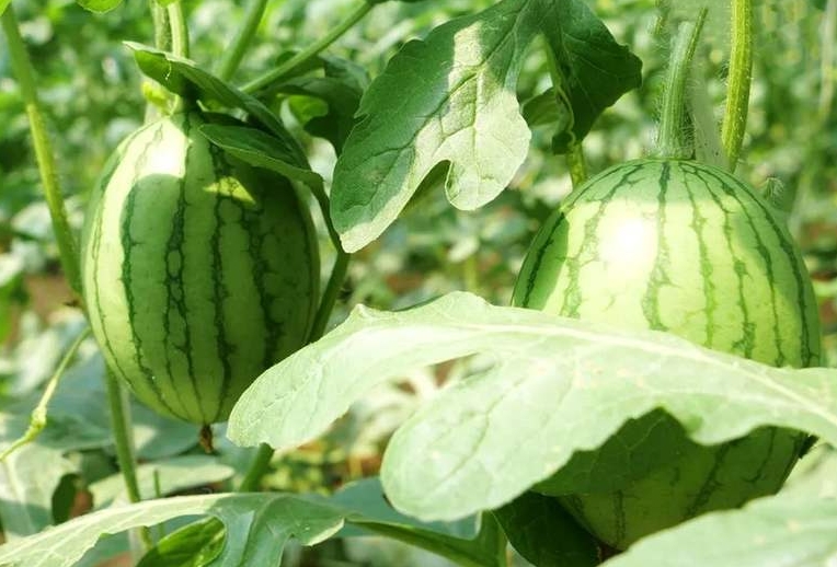 北务“小西瓜”甜蜜登场，采摘季清爽开启！