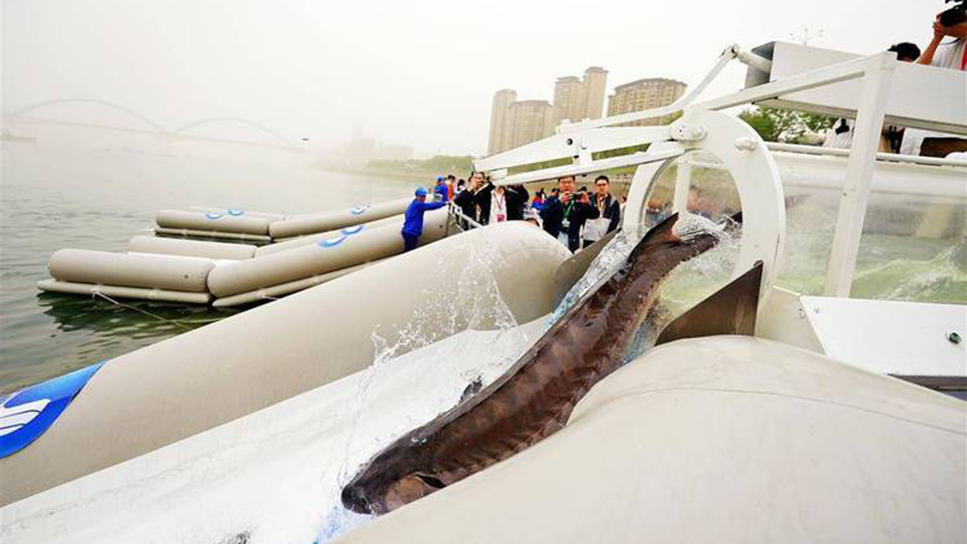 长江禁渔5年后，江豚一口吞下20厘米长鱼！生态奇迹正在发生 长江禁渔5年，从无鱼可捕到鱼群染黑长江水