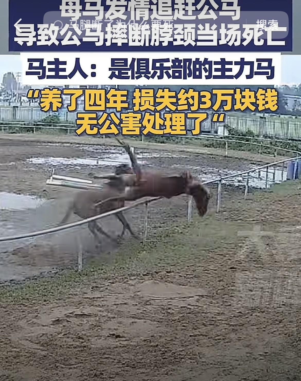 这可能是最悲剧的死法了！安徽一个马场，一匹母马发情，导致两匹公马疯狂追逐，其中一