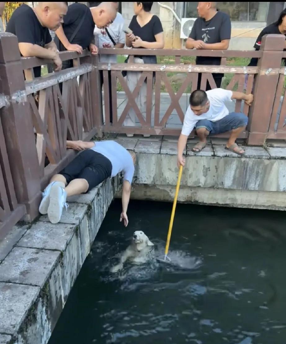 众人齐心勇救落水狗，那场景实在是感人至深。
有一只狗狗掉进水里了，众人都在一旁围