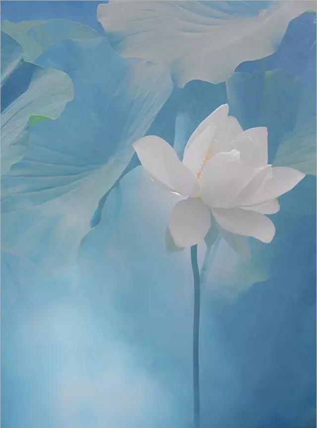 美国老头镜头下的荷花，竟藏着东方水墨魂
这位拿奖无数的摄影老炮，把对东方美学的理