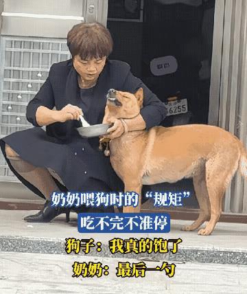 狗狗太幸福了
奶奶这么宠爱它
简直把它当孩子养了这是
