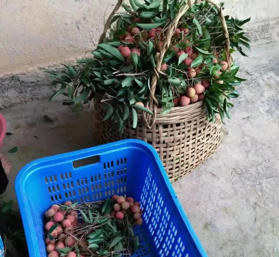 老家的荔枝收购便宜，外面的荔枝贵得不敢买来吃。
村里伙伴联系我，叫我在厂里看看