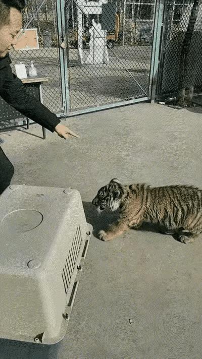 小脑斧：“我是猫科动物，不是猫，有种你等我一年！”