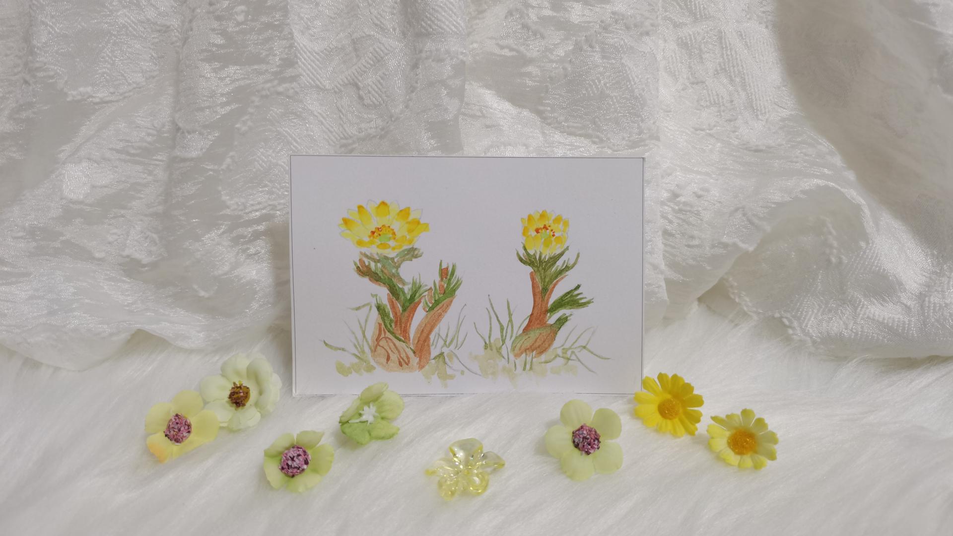 32 藏红花（绘画 水彩 果花甘06）