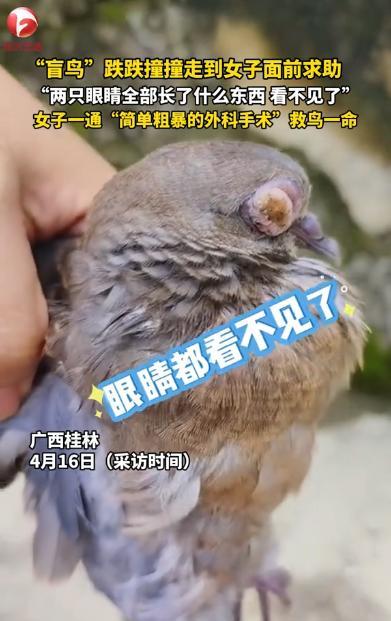 “妙手回春！”4月16日，广西桂林，一女子在上山采蘑菇时，突然看到一只小鸟跌跌撞
