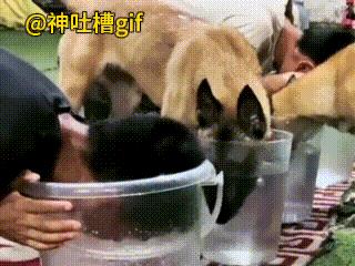 讲公平的狗子：2个小伙和狗子在比赛憋气，越比越不对劲，狗子没想到小伙竟然能坚持这