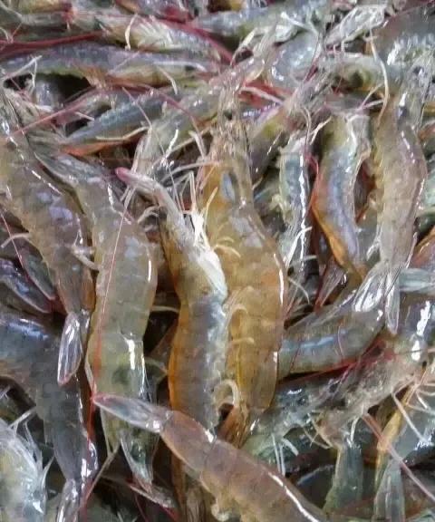 【天津，吃虾正当时】
天津的盐田养殖虾，一百块钱四五斤，真是便宜到家了，半夜醒了