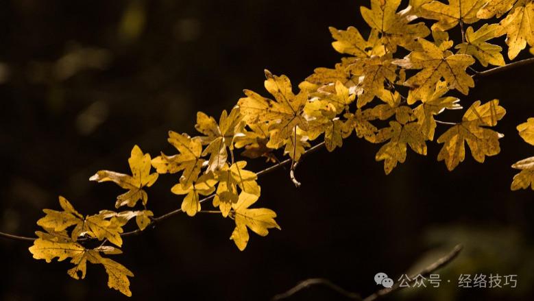 霜降后重在调通这条经！不是肺经，而是它，为入冬备足“健康根基”