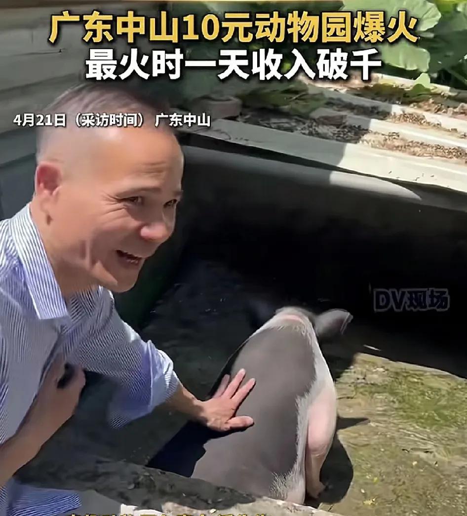 最近，广东中山一个门票仅需要10块钱的动物园爆火了，老板说10年来他们不赚钱，但