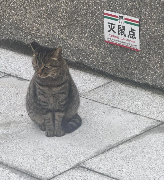 这是真正的灭鼠点！ ​​​