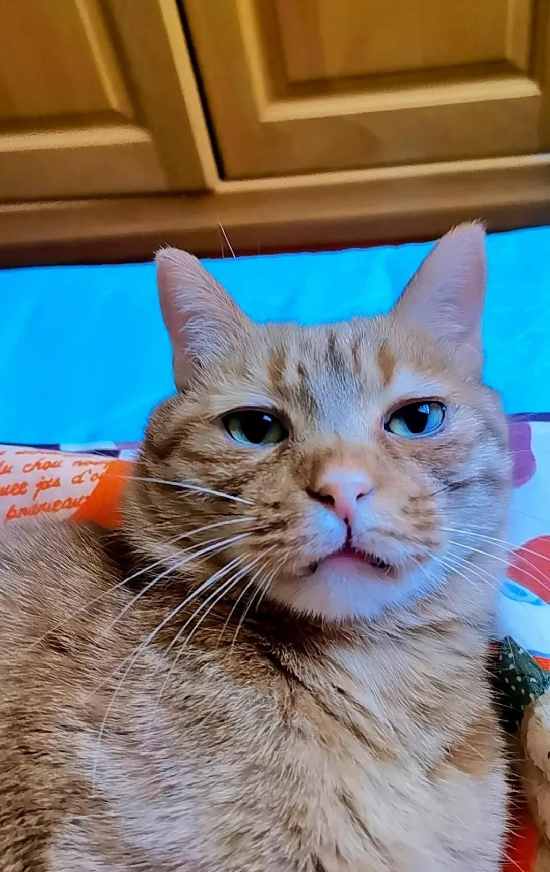 早上好友友们[微风][送自己一朵花]
[微风]这是我家猫，我家猫最近几天一直用一